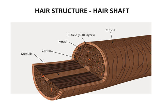 HOW DOES THE HAIR GROWTH PROCESS WORK? WAYS TO HELP YOUR HAIR GROW FASTER AND STRONGER 3