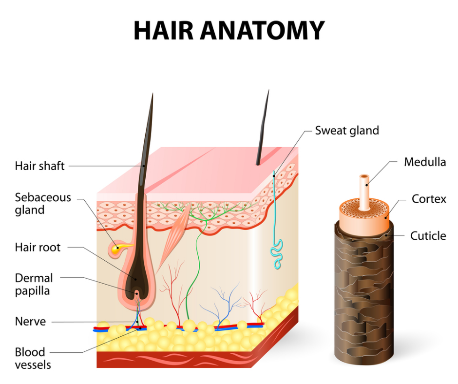 HOW DOES THE HAIR GROWTH PROCESS WORK? WAYS TO HELP YOUR HAIR GROW FASTER AND STRONGER 5