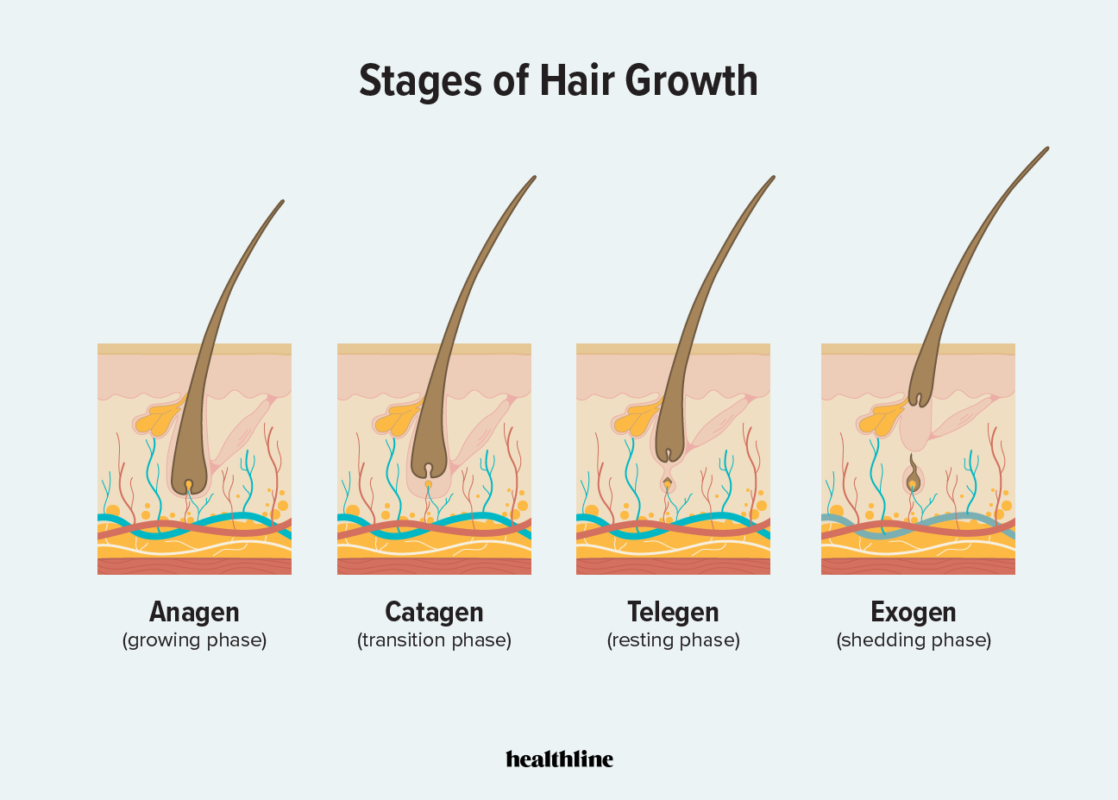 HOW DOES THE HAIR GROWTH PROCESS WORK? WAYS TO HELP YOUR HAIR GROW FASTER AND STRONGER 7